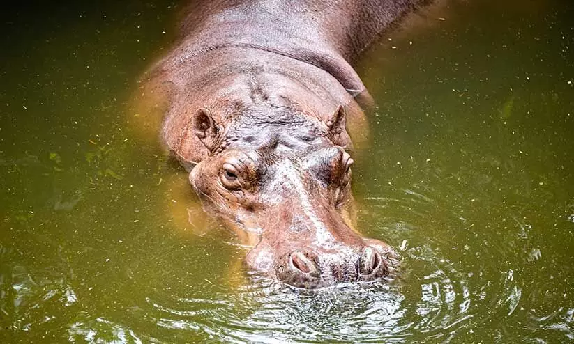 hippo