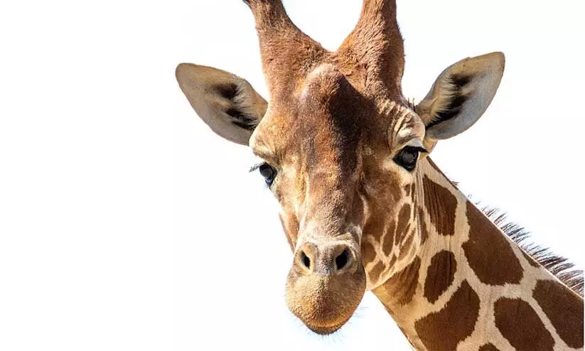 giraffe