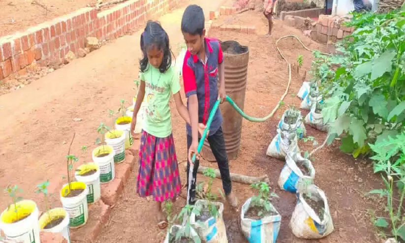 നാലാം ക്ലാസുകാരൻ പച്ചക്കറി കർഷകൻ...