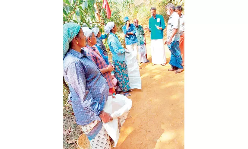 വാഴക്കാല എസ്റ്റേറ്റിൽ വിളവെടുപ്പ് സമരം തുടങ്ങി