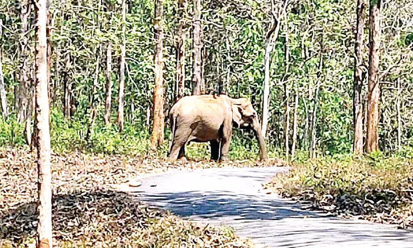 വേനല്‍ ശക്തമാകുന്നു; വെള്ളവും തീറ്റയും തേടി കാട്ടാനകള്‍ നാട്ടിലേക്ക്