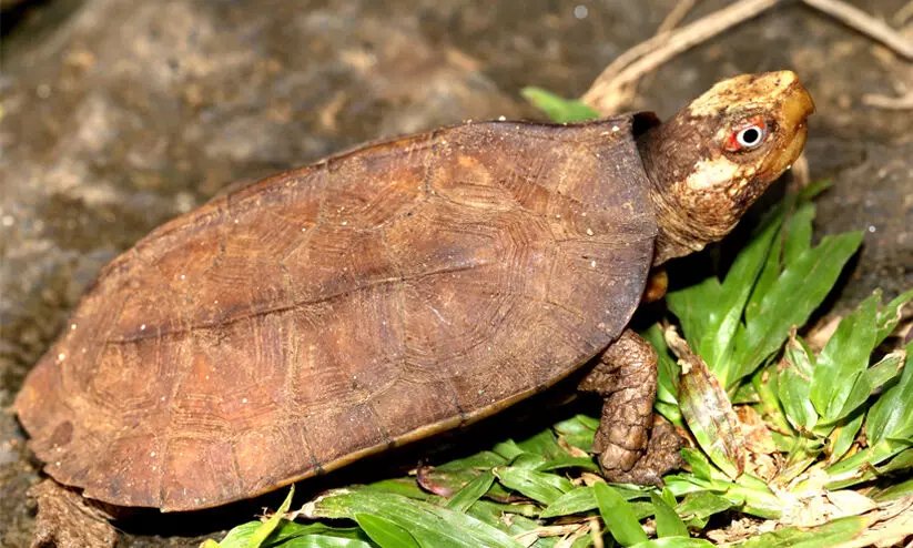 Cochin Cane turtle