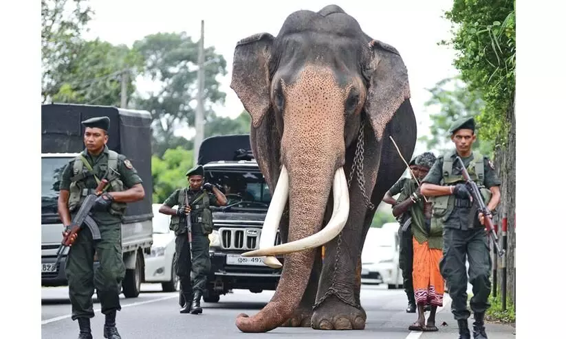 Sri Lanka mourns death of celebrated Indian elephant