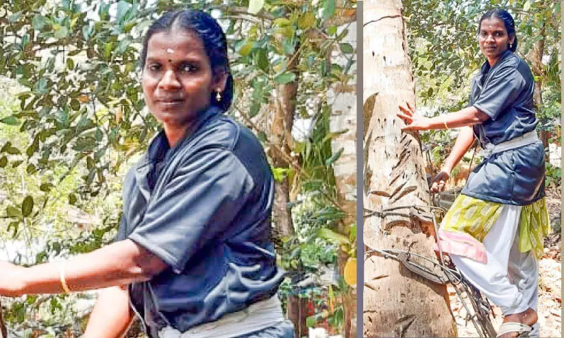 sumangala climbing coconut tree