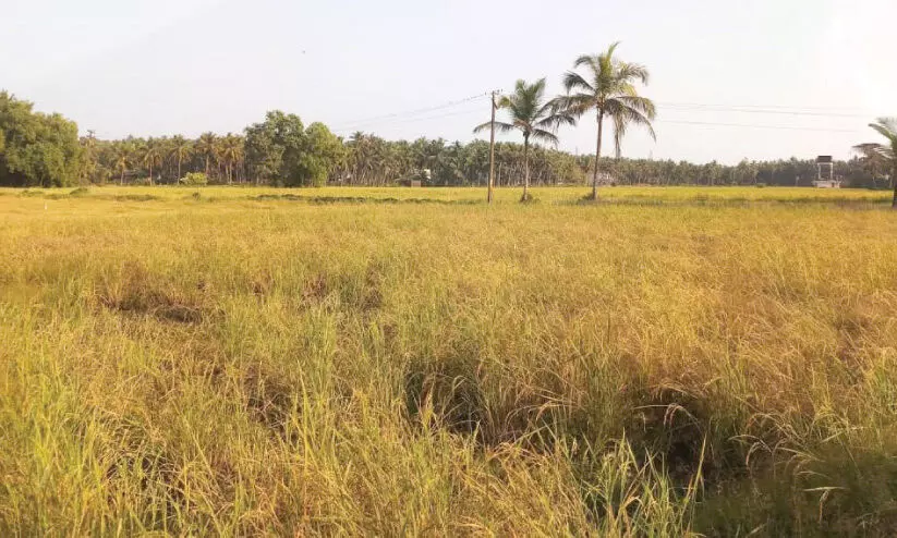 കെ-റെയിൽ: കാസർകോട് തന്ത്രം മാറ്റിപ്പിടിച്ച്​ കല്ലിടൽ