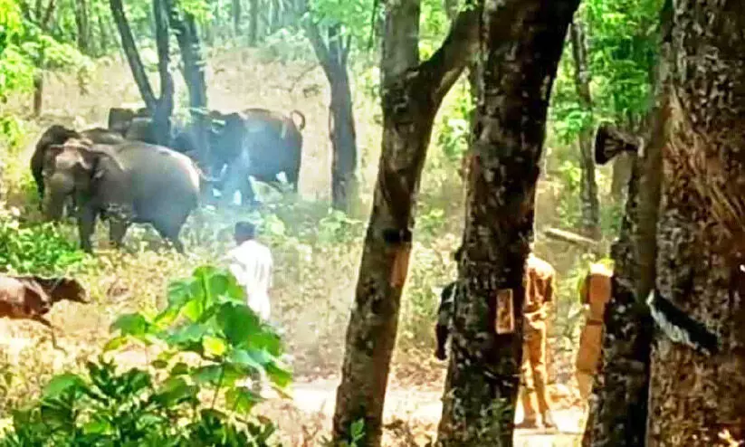 ജ​ന​വാ​സ മേ​ഖ​ല​യി​ല്‍ ഇ​റ​ങ്ങി​യ കാ​ട്ടാ​ന​ക​ളെ വീ​ണ്ടും കാ​ടു​ക​യ​റ്റി