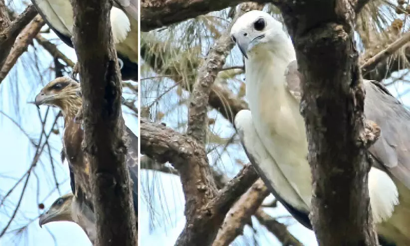 പറന്നുയരാൻ ഒരുങ്ങി വെള്ളവയറൻ കുഞ്ഞുങ്ങൾ