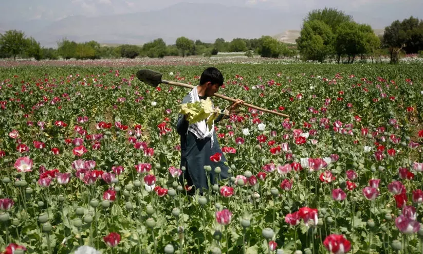 ban on opium poppy cultivation