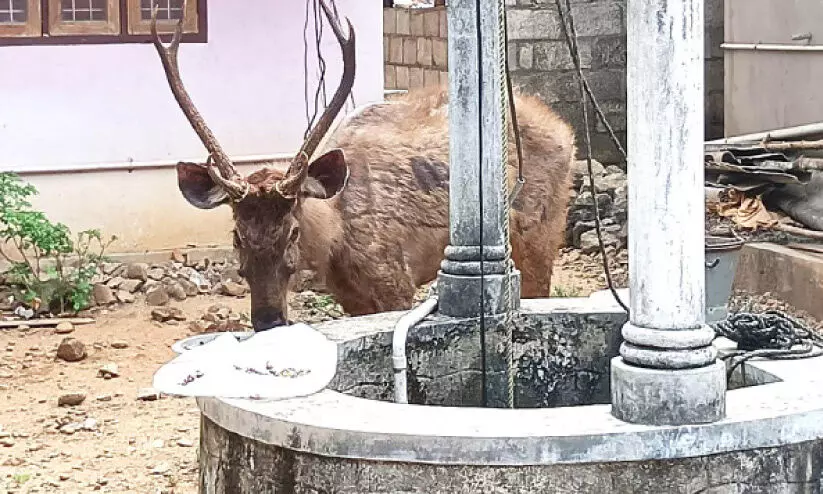 വെള്ളം തേടി മൃഗങ്ങൾ നാട്ടിലേക്ക്