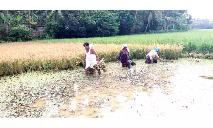 വേനൽമഴയും കനാൽ ചോർച്ചയും; ആവളപാണ്ടിയിൽ നെൽകൃഷി നശിക്കുന്നു