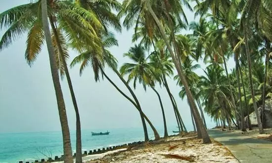 lakshadweep coconut tree