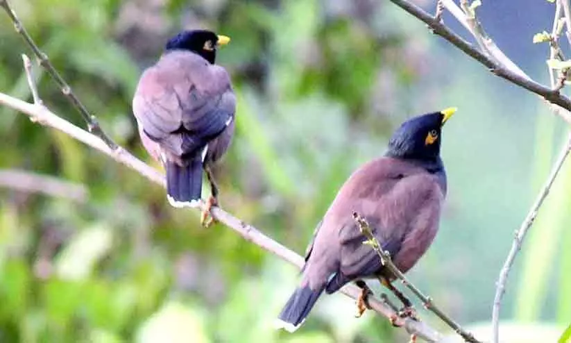 മൈനകളും കാക്കകളും കൂടുന്നു; പരിഹാരം തേടി അധികൃതർ