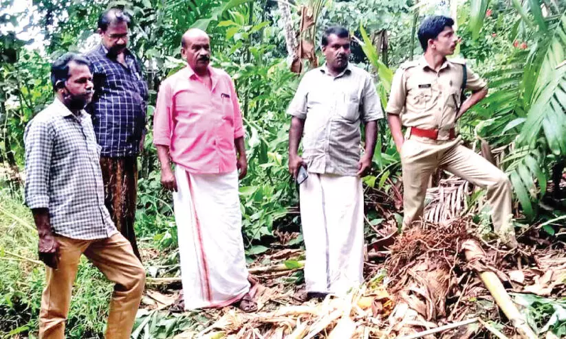 പൂഴിത്തോട് കാട്ടാനശല്യം രൂക്ഷം വ്യാപകമായി കൃഷി നശിപ്പിച്ചു