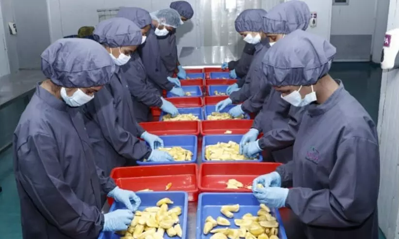 jackfruit processing