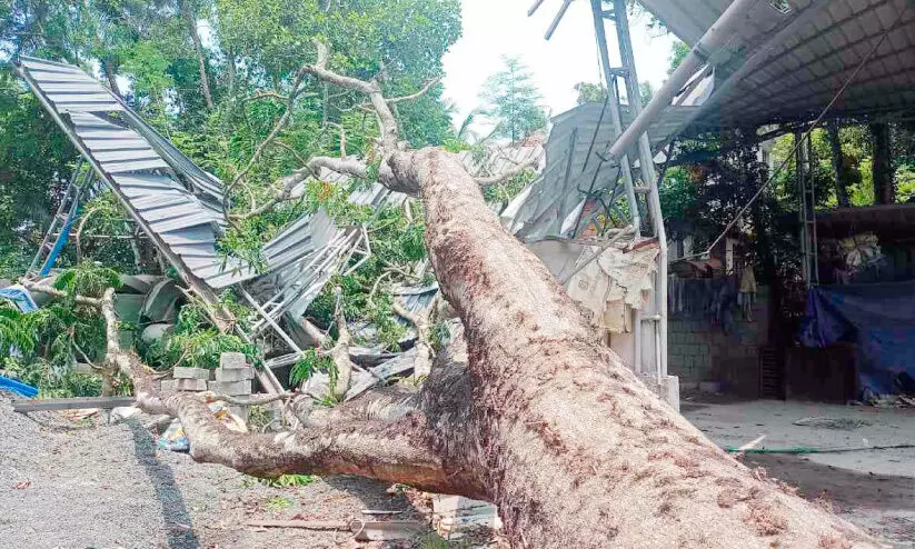 മഴയിൽ വ്യാപക നാശനഷ്ടം; മരം വീണ് ഹോളോബ്രിക് കമ്പനി കെട്ടിടം തകർന്നു