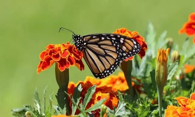 Monarch butterflies