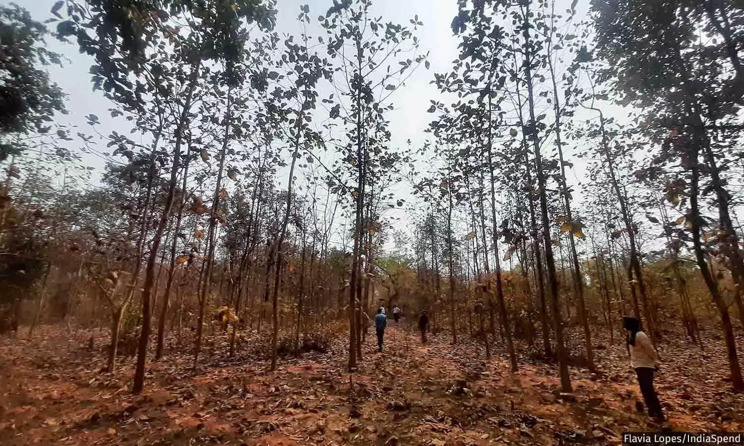 കാടാണ്, കാക്കേണ്ടത് നമ്മളാണ്...