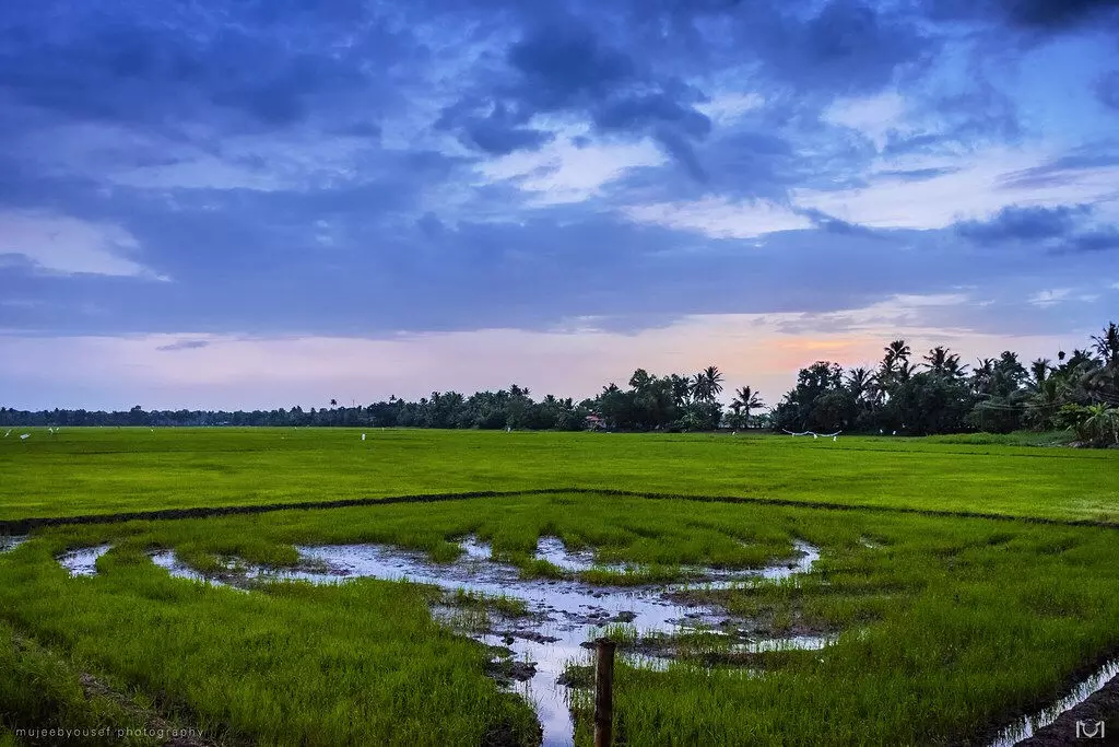 കര്‍ഷകര്‍ക്ക് സൗജന്യ വൈദുതി പദ്ധതി: ബില്ലിൽ വൻ പൊരുത്തക്കേടെന്ന് കണ്ടെത്തൽ