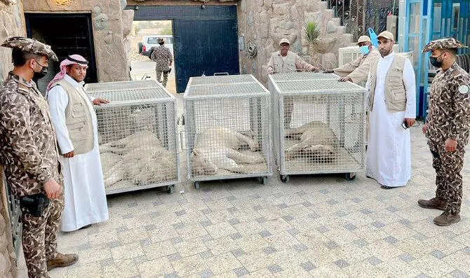 kept lions in a resort