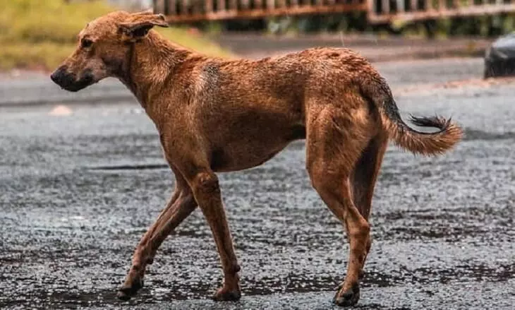 ഇരുമ്പ് വടികൊണ്ട് തെരുവ് നായുടെ കണ്ണ് അടിച്ചുപൊട്ടിച്ചു; കെ.എസ്.ഇ.ബി ഡ്രൈവർ അറസ്റ്റിൽ