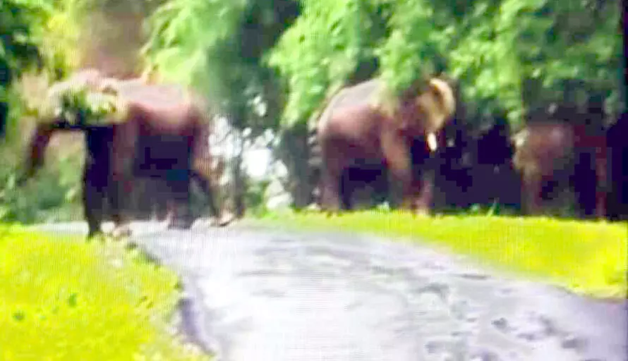 പ​ക​ലും കാ​ട്ടാ​ന ശ​ല്യം രൂ​ക്ഷം