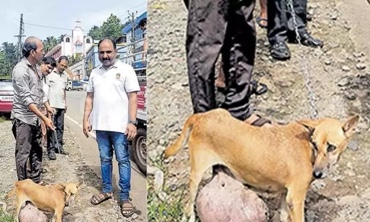 അടിവയറ്റിൽ അഞ്ച് കിലോ ഭാരമുള്ള ട്യൂമർ, തെരുവ് നായയെ രക്ഷിക്കാൻ നാട്ടുകാർ കൈകോർത്തു