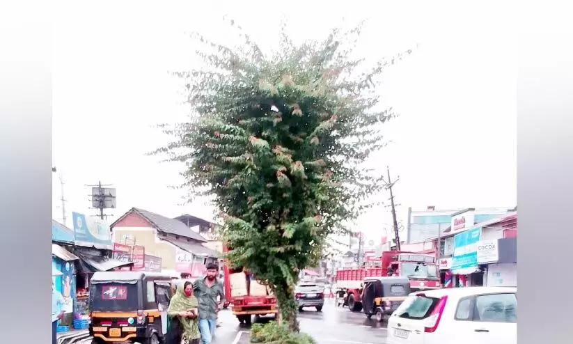 വേനൽ മഴയിൽ വീണ ബോഗൺവില്ലക്ക് വർഷപ്പെയ്ത്തിൽ പുത്തനുണർവ്