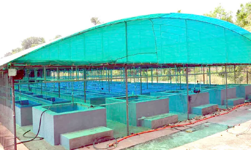 kavil Ornamental fish farming