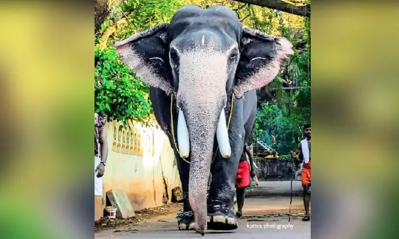 cherai parameswaran elephant