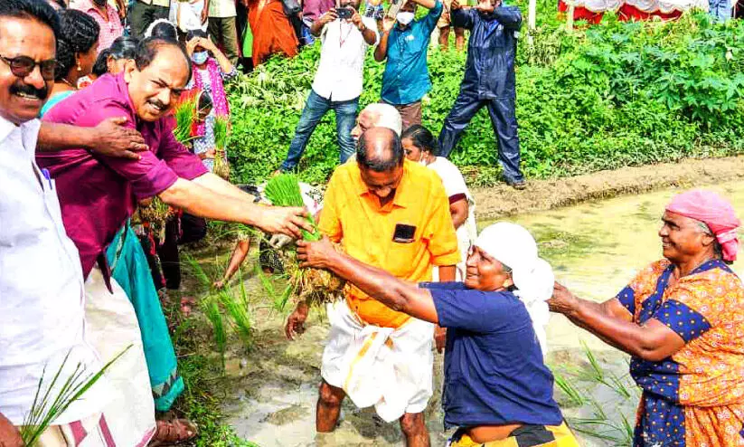 പള്ളിപ്പുറം പാടശേഖരത്തിലെ നെല്ല് സപ്ലൈകോ ഏറ്റെടുക്കും -മന്ത്രി