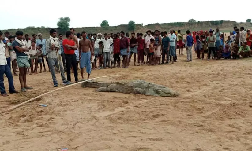 relatives caught the crocodile