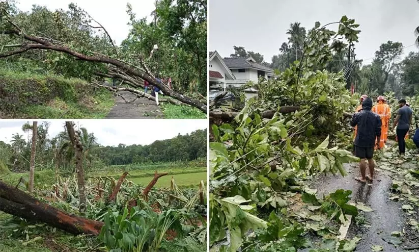 wind and rain; In Kothamangalam, crop damage worth around one crore