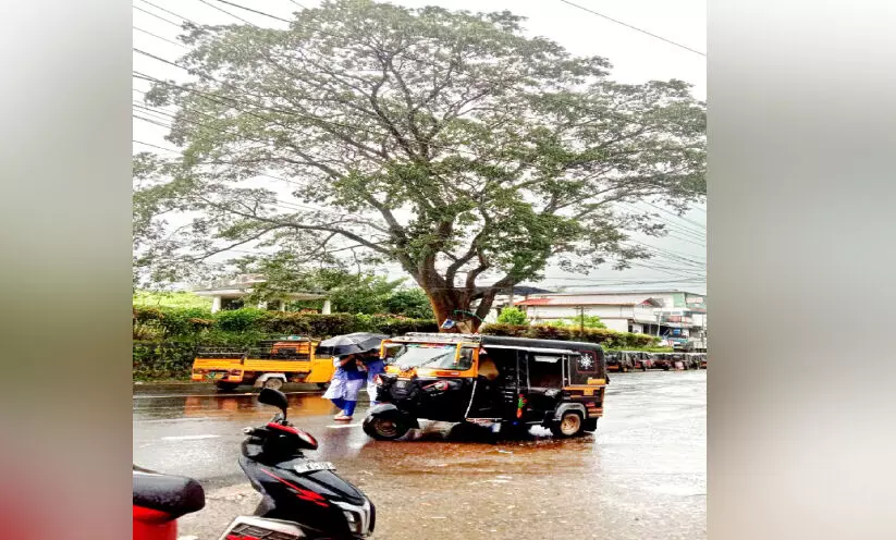 ഓ​ട്ടോ സ്റ്റാ​ൻഡിന് അ​പ​ക​ട ഭീ​ഷ​ണി​യാ​യി കൂ​റ്റ​ൻ വാക മ​രം