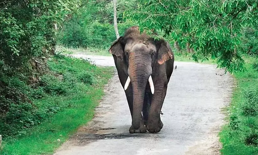 മരിയനാട് കാട്ടാന ആക്രമണം; പലചരക്ക് കടയിലേക്ക്   കൊമ്പൻ പാഞ്ഞുകയറി