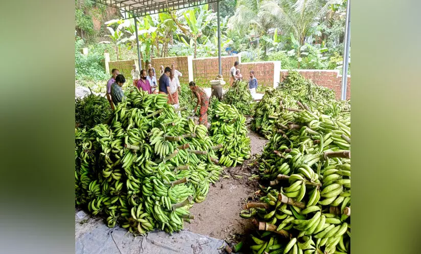 മടിക്കൈയിലെ കർഷകർക്ക് ലഭിച്ചത് കണ്ണീർക്കുലകൾ