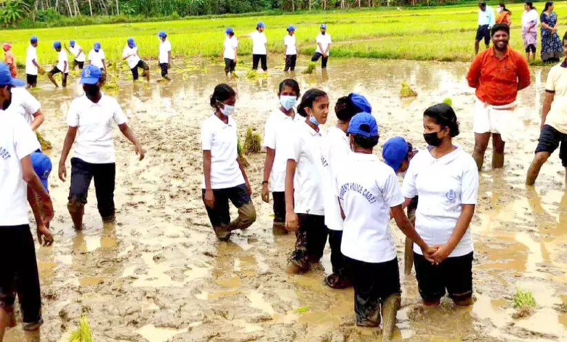 കൃഷി പാഠം തേടി വിദ്യാർഥികൾ പാടത്ത്