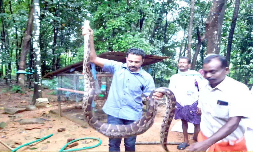 നാല് കോഴികളെ വിഴുങ്ങിയ പെരുമ്പാമ്പിനെ പിടികൂടി