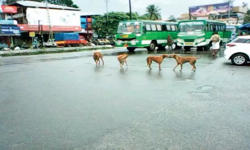 നാ​ടു​വാ​ണ്​ തെ​രു​വു​നാ​യ്ക്ക​ൾ; നാ​ട​റി​യാ​തെ   നഗ​ര​സ​ഭ