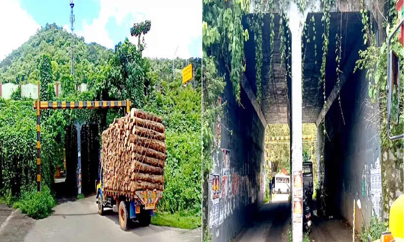 കാടും കുഴിയും നിറഞ്ഞ് കഴുതുരുട്ടി അടിപ്പാത; യാത്രക്കാർ ഭീതിയിൽ