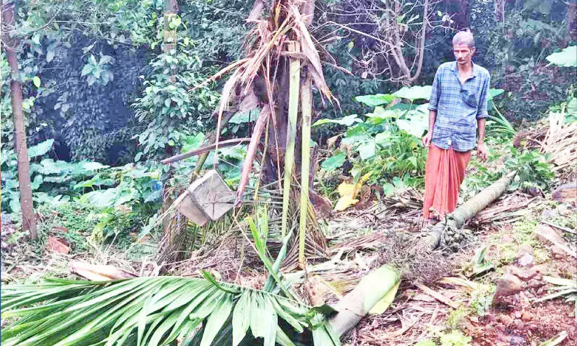 ചന്ദനക്കാംപാറയിൽ വീണ്ടും കാട്ടാനക്കൂട്ടം കൃഷി നശിപ്പിച്ചു