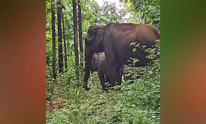 കാട്ടാനക്കൂട്ടം ഉള്‍വനത്തിലേക്ക് മടങ്ങാത്തത് കുട്ടിയാനകളെ കടുവയിൽനിന്ന് രക്ഷിക്കാൻ