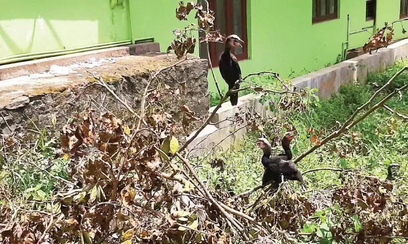 മ​ര​ച്ചി​ല്ല​ക​ൾ വെ​ട്ടി​മാ​റ്റി; കൂ​ടും ജീ​വ​നും ന​ഷ്ട​മാ​യി ദേ​ശാ​ട​ന​പ​ക്ഷി​ക​ൾ