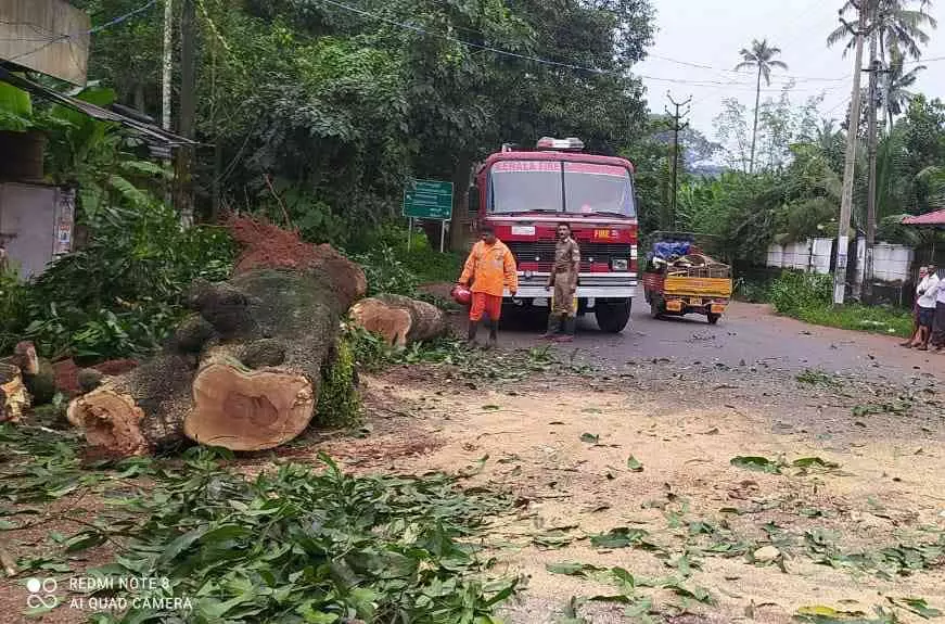 റോഡിനു കുറുകെ മരം വീണു