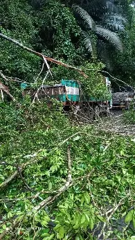 കാറിനും ലോറിക്കും മുകളിൽ മരം വീണു