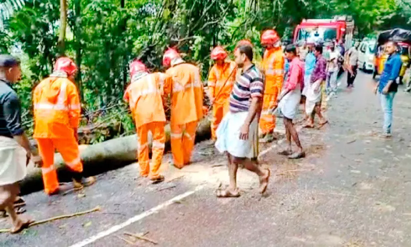 വ​യ​നാ​ട് ചു​ര​ത്തി​ൽ മ​രം വീ​ണ് ഗ​താ​ഗ​തം ത​ട​സ്സ​പ്പെ​ട്ടു