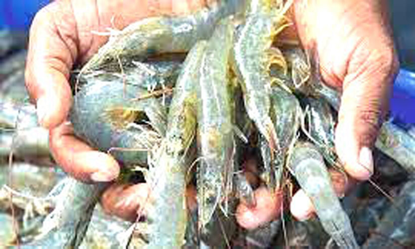 Vanami shrimp farming trial successful