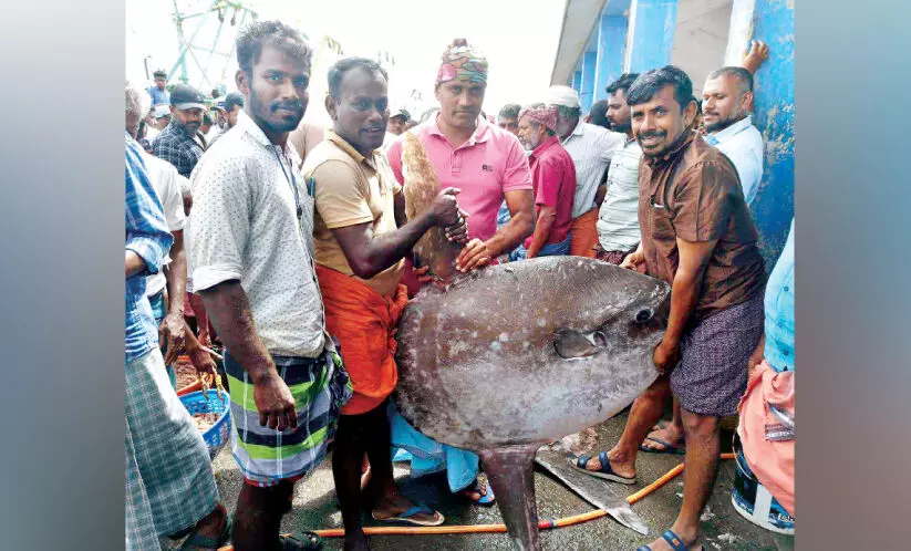 ഓഷ്യൻ സൺഫിഷ് കൂട്ടത്തോടെ വലയിൽ; മത്സ്യത്തൊഴിലാളികൾക്ക് ആശങ്ക