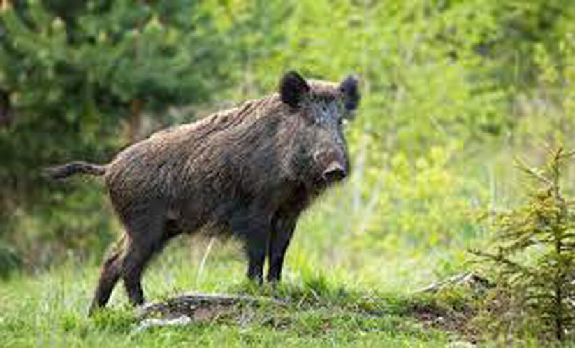 wild-boar-attack-worker