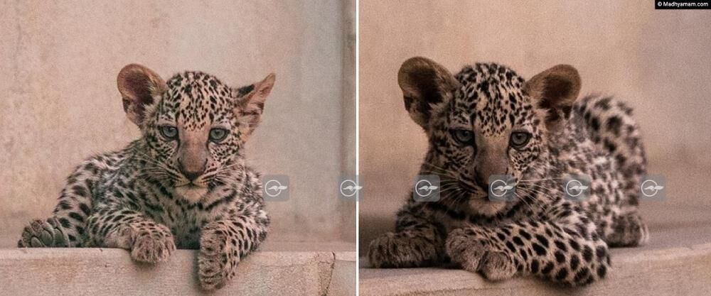 Two Arabian leopards were born at the Al Ula Royal Fee Wildlife Analysis Middle Two Arabian leopard cubs ended up born at the Al Ula Royal Fee Wildlife Exploration Center