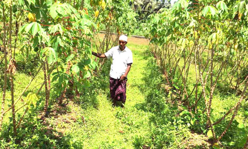 കൃഷി തപസ്യയാക്കി കോയക്കുട്ടി